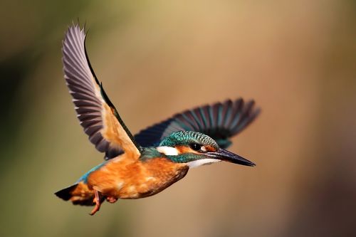 Kingfisher