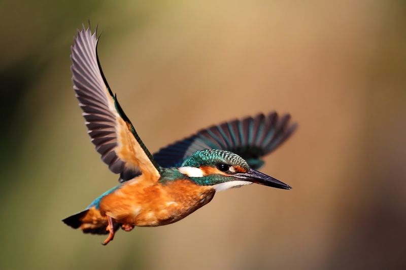 wilidfe, birds in flight, kingfisher, alcedo Kingfisher фото превью