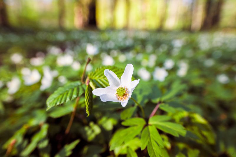 Anemone nemorosa, flora, wildlife Anemone nemorosa фото превью