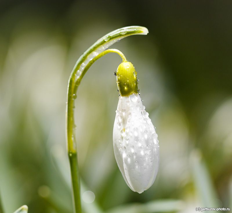 Всех с днём подснежника! фото превью