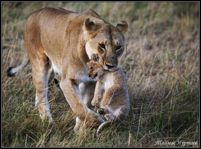 жизнь ЖИЗНЬ ВЕЛИКОЙ АФРИКАНСКОЙ САВАННЫ фото превью