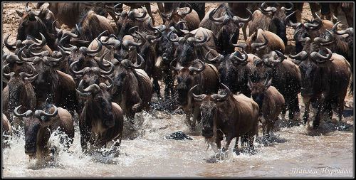 С КАМЕРОЙ  ПО СВЕТУ