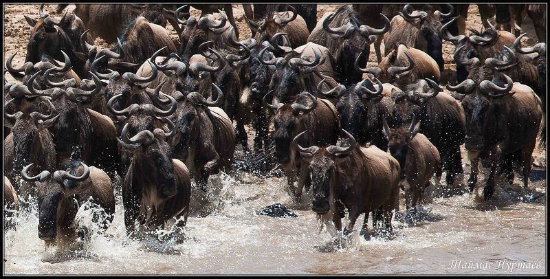 свету С КАМЕРОЙ  ПО СВЕТУ фото превью