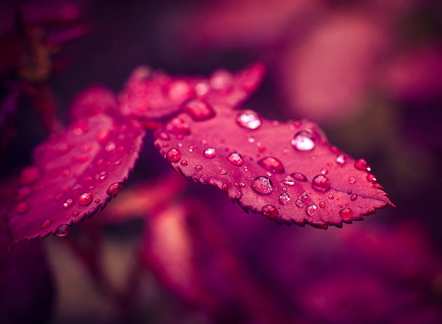 , Андрей Бортников