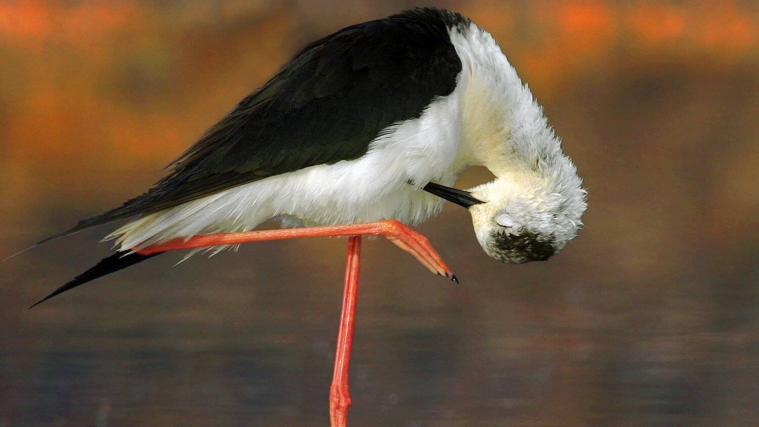 , Илья Бышнёв