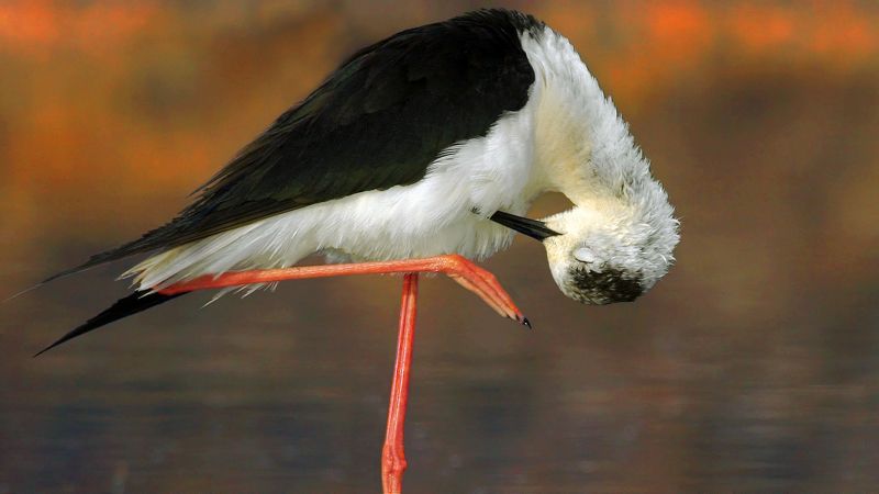 Ходулочник фото превью