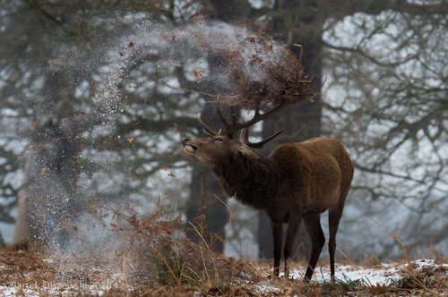 Let it snow