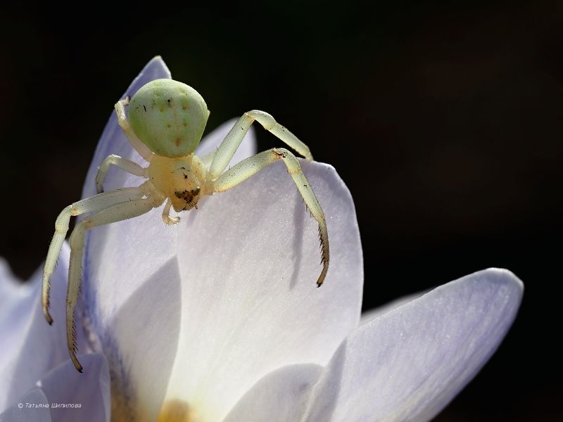 паук, цветочный паук,  мизумена косолапая, misumena vatia, природа, макро, крокусы, цветы, московская область, весна Цветочный паук фото превью