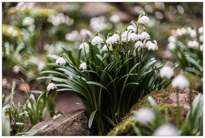 подснежники Просто подснежники к празднику! фото превью