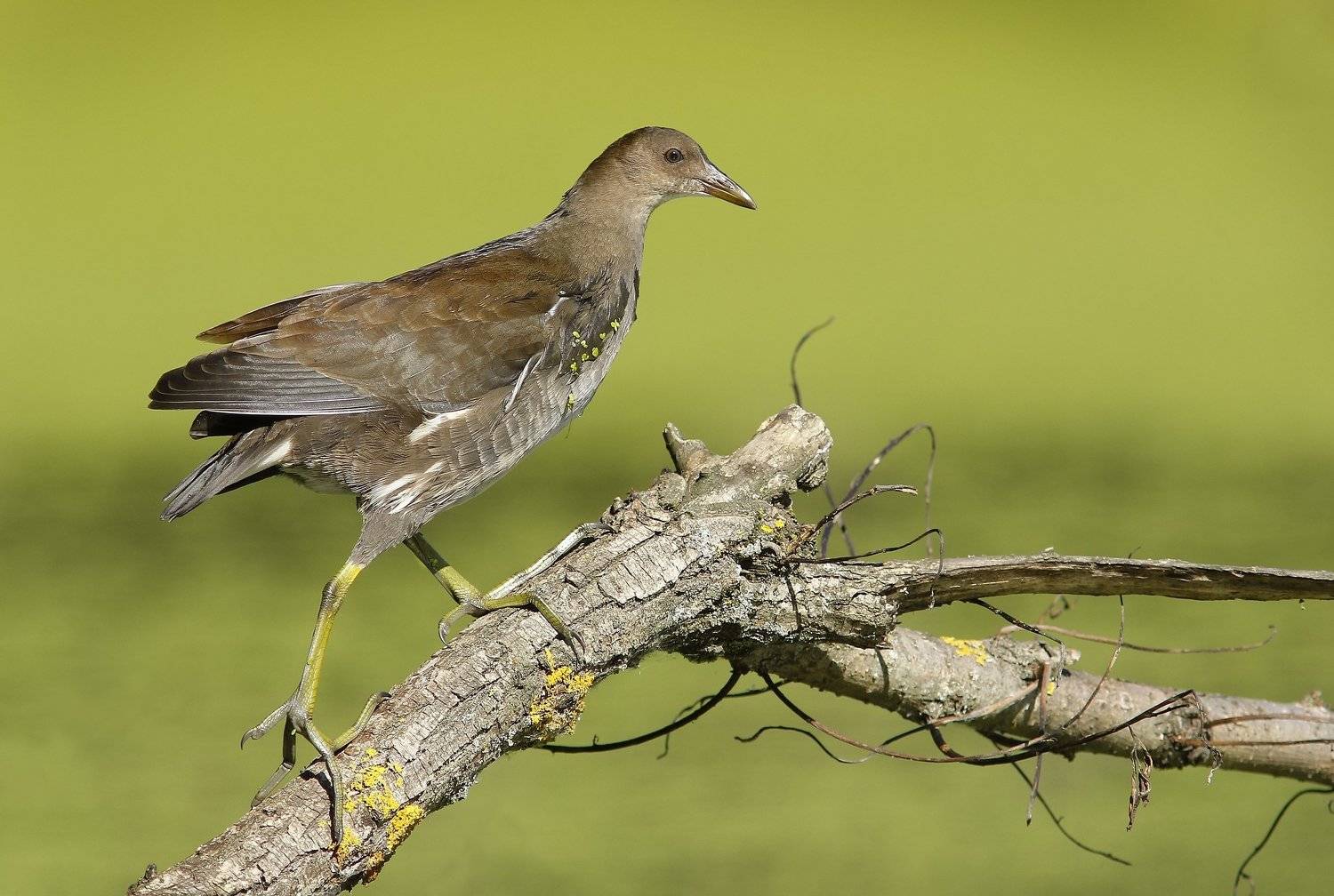 , Зоя Лаптева