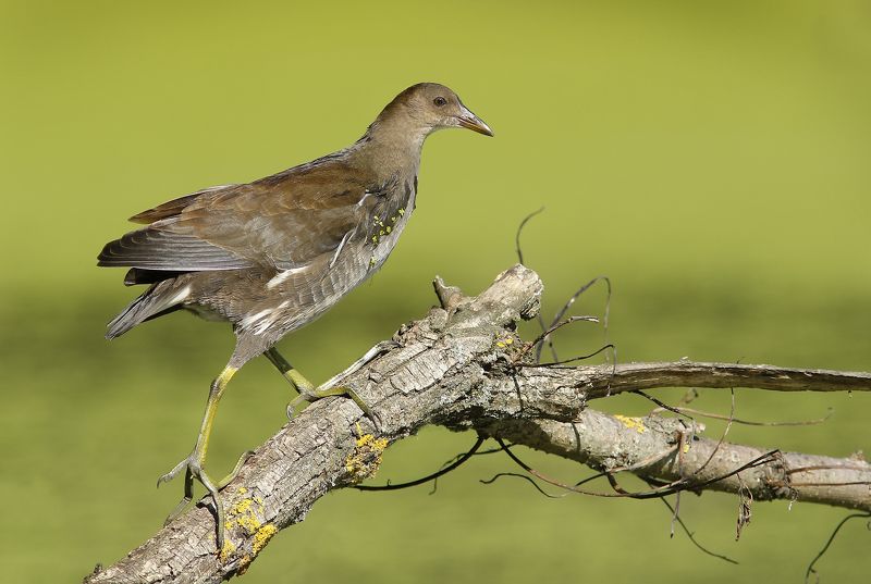 Молодая камышница. фото превью