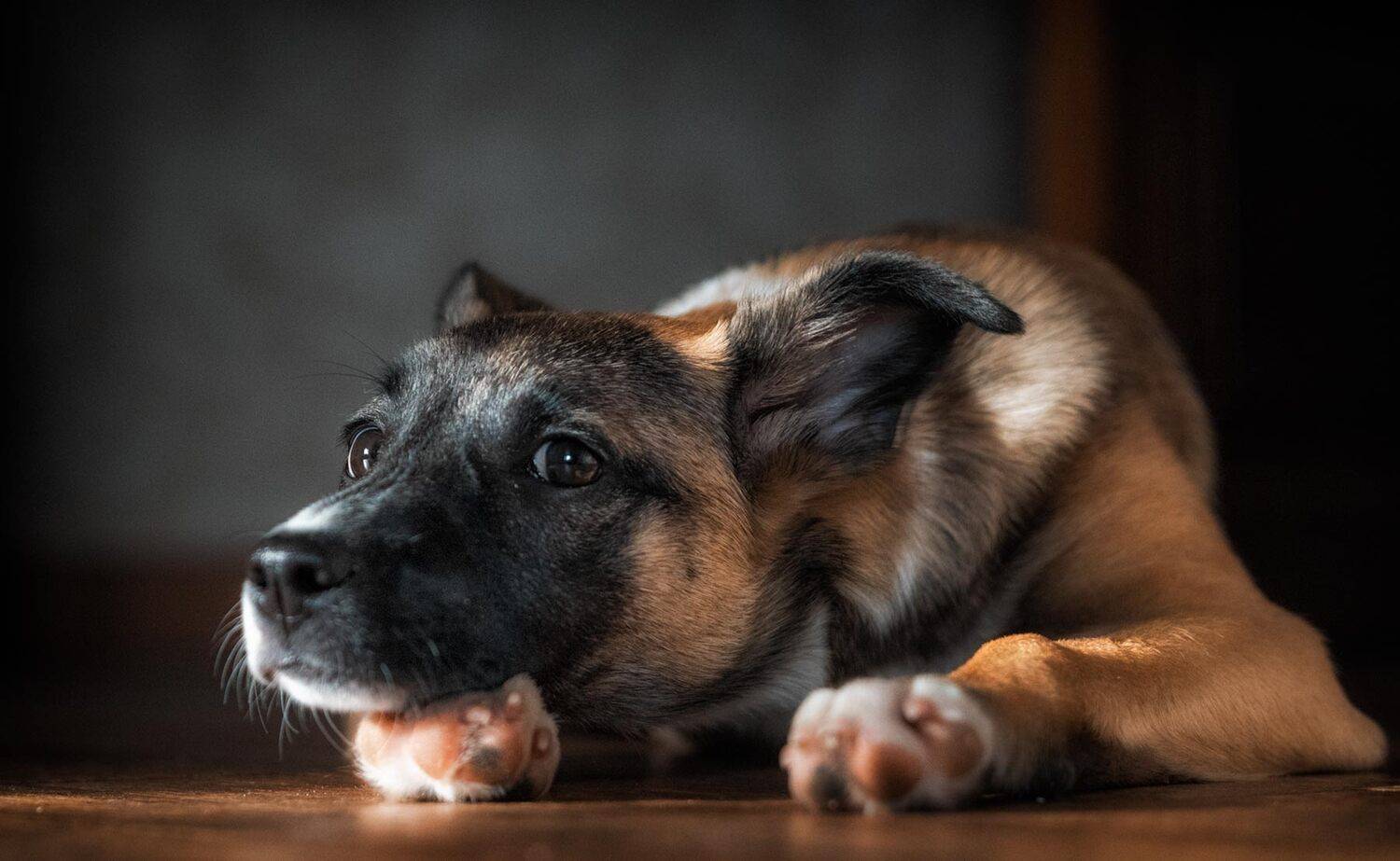 , Юрий Юрьев