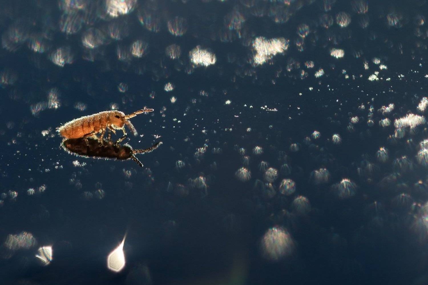 , Валерия Зверева