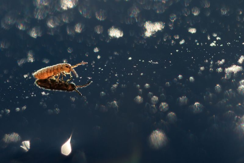 Звездная пыль фото превью