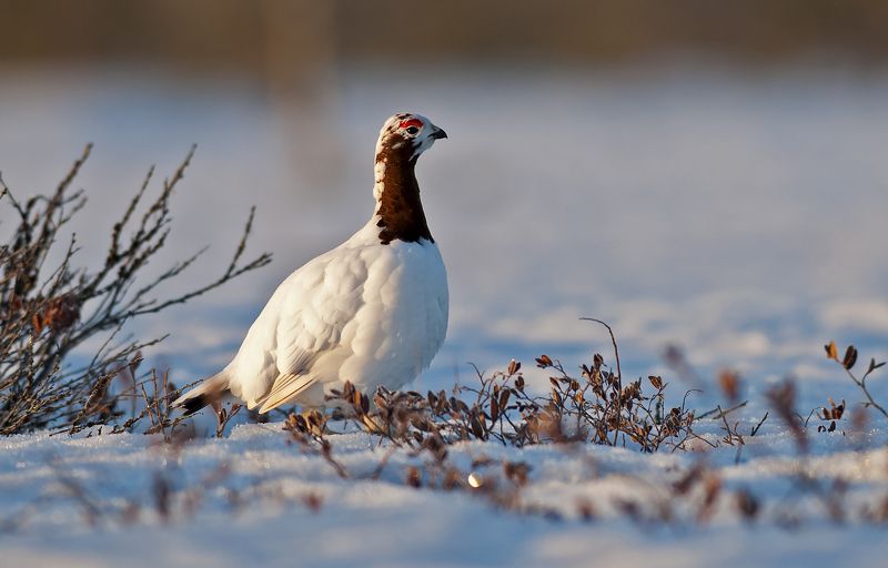 Белая куропатка. фото превью