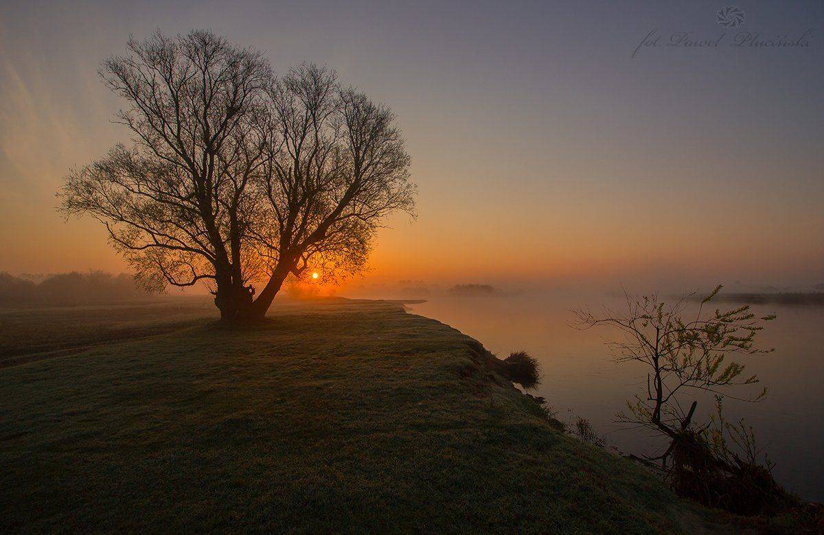 , Pawel Plucinski