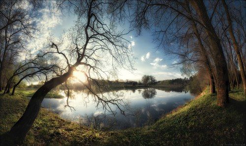 Тянут деревья руки-ветви к воде