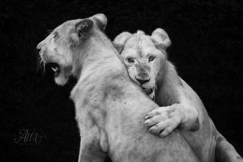 Brothers