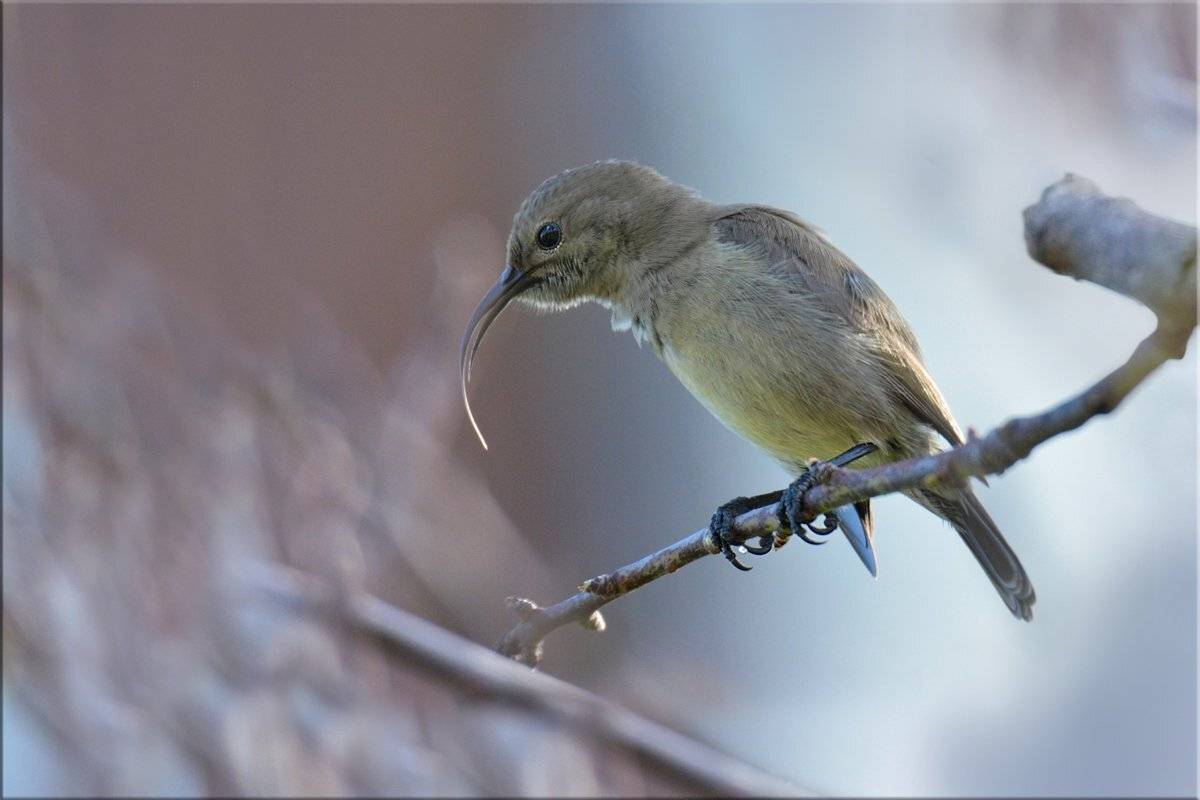 нектарница, Людмила Бекман