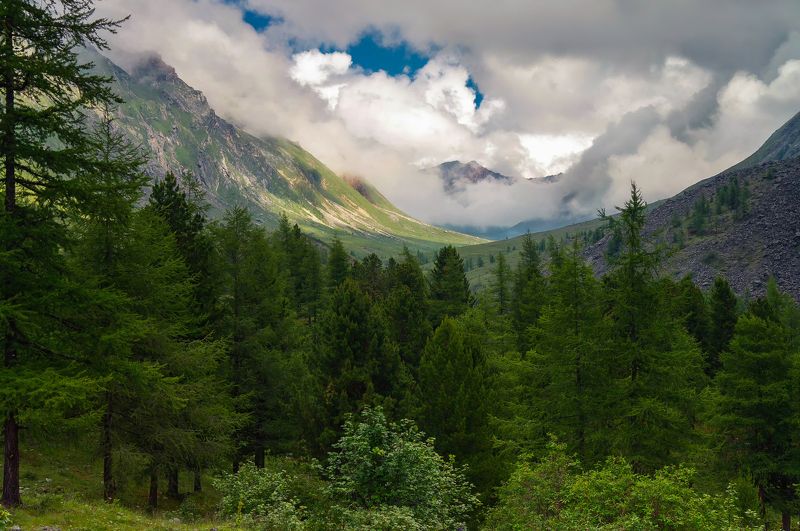 Восточные Саяны,горы,тропа на Шумак, верхняя граница леса,облака Граница леса... фото превью