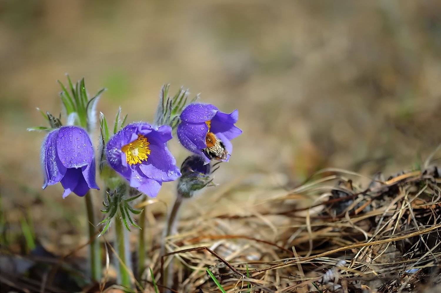 , Анатолий Зверев