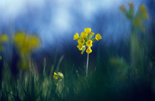 Primula veris