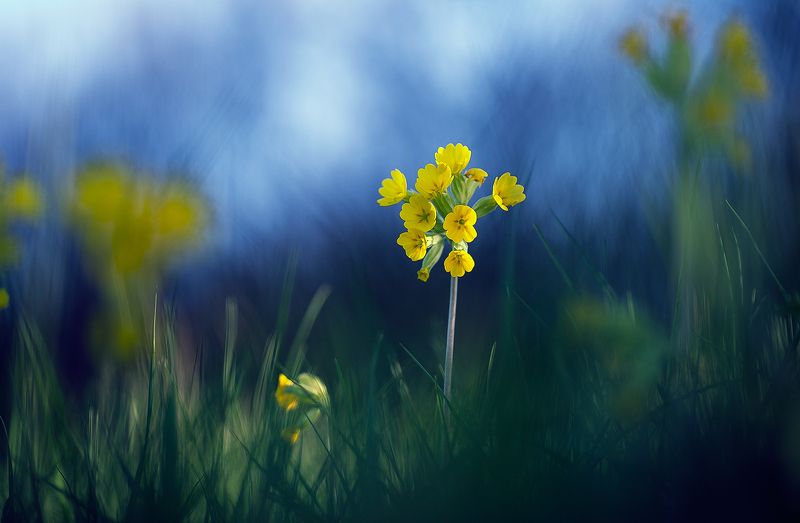 flowers,primula veris,nature,macro,fairy,flower,wild,close up,beautiful, Primula veris фото превью