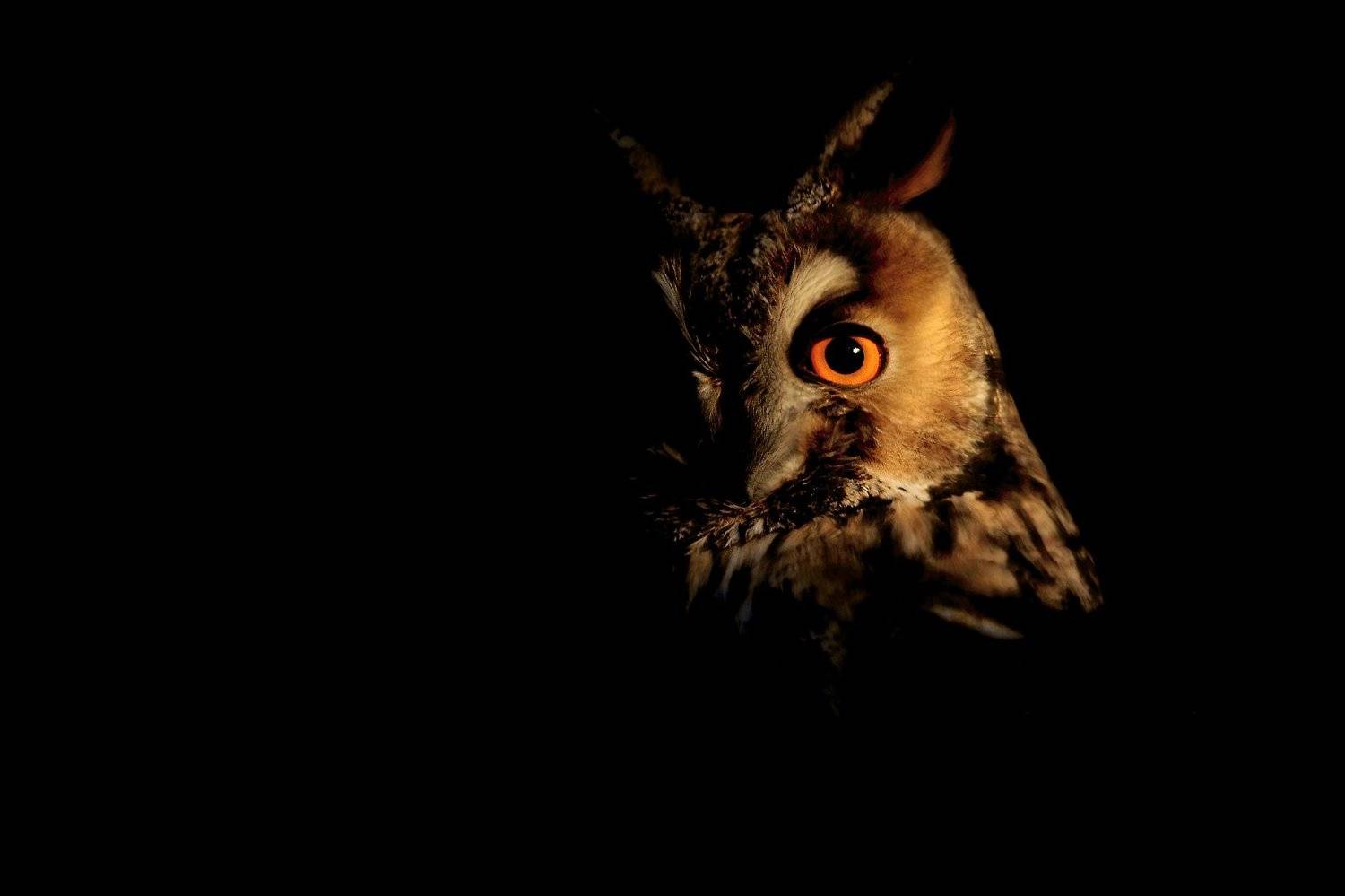 owl, birds, wildlife, Adam Fichna