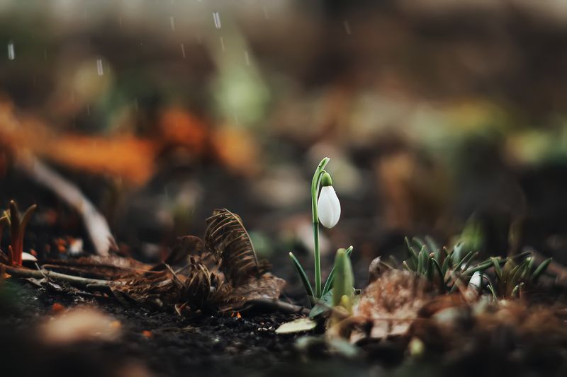 *** фото превью