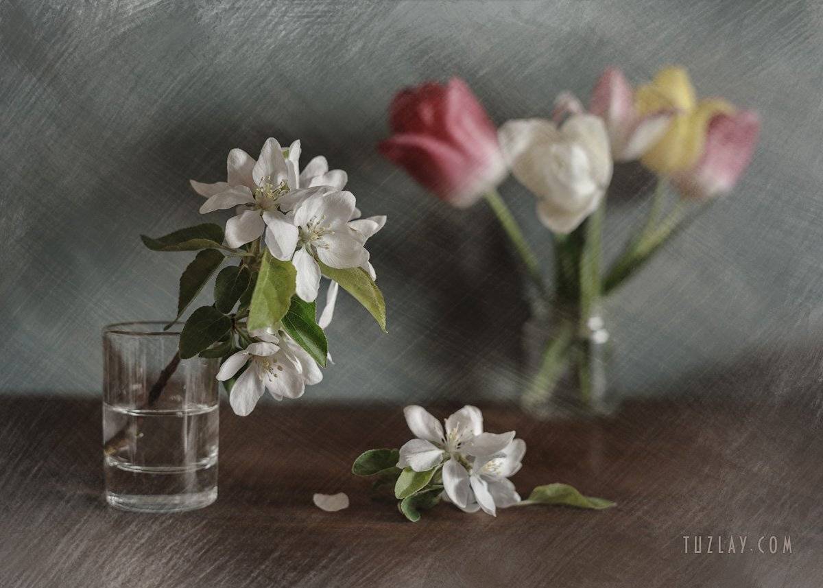 тюльпаны, апрель, белые цветки, цветки яблони, Владимир Тузлай