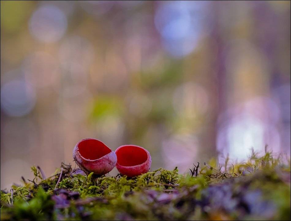 , Бурлов Андрей