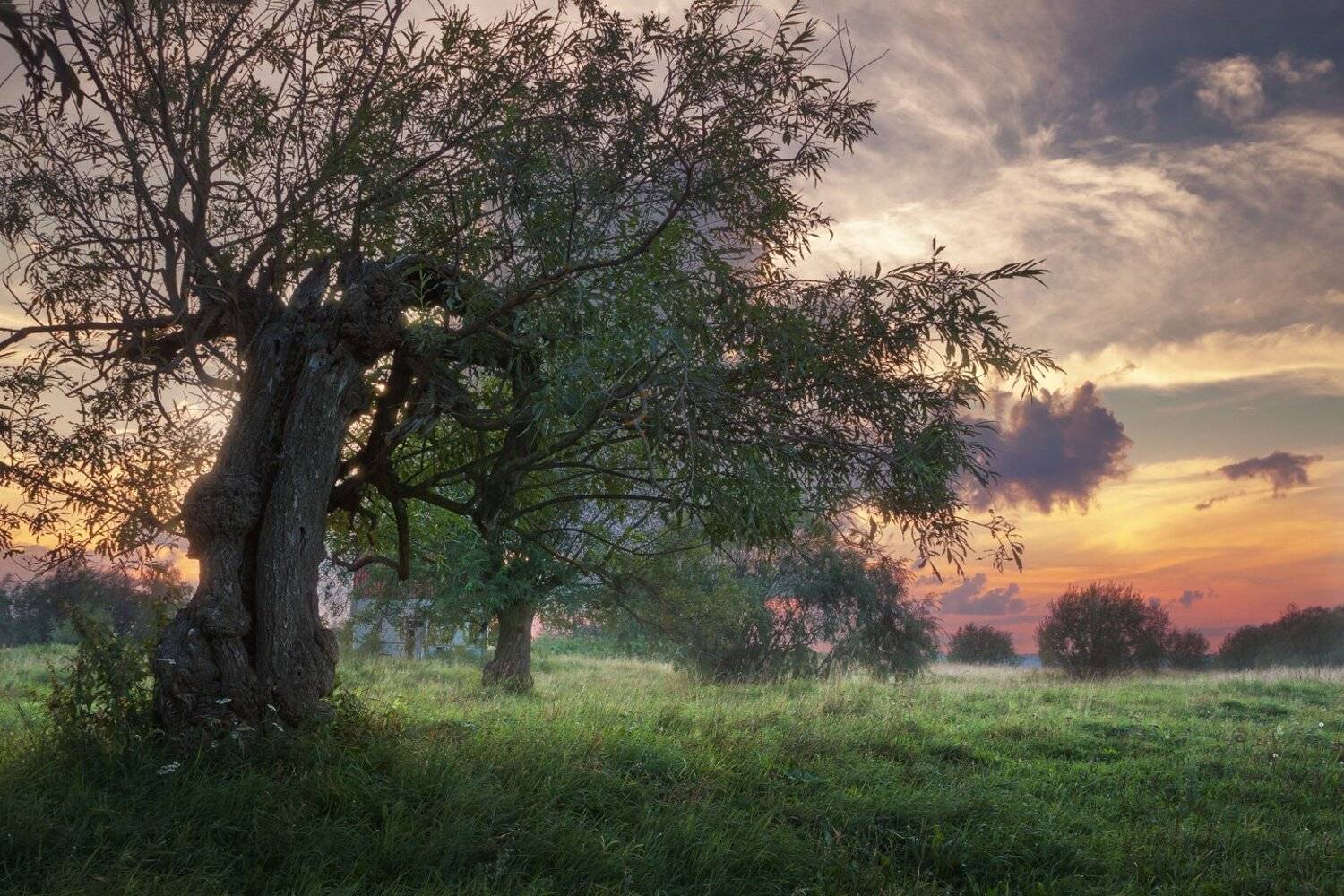 ива, лето, закат, вечер, поле, Смольский Евгений