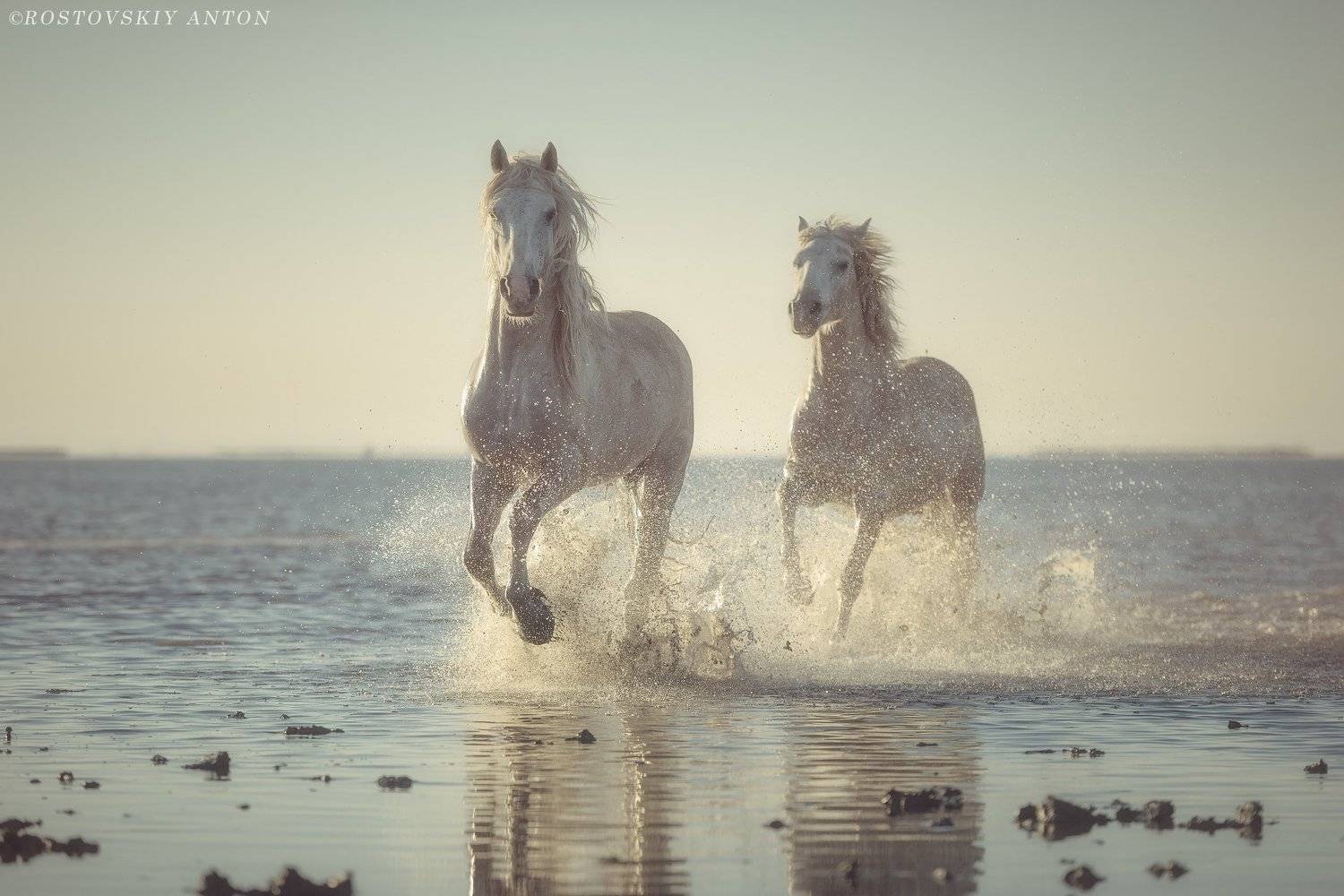 фототур в Камарг, фототур во Францию, фототур, фотопутешествие, лошади, кони, Камарг,, Антон Ростовский