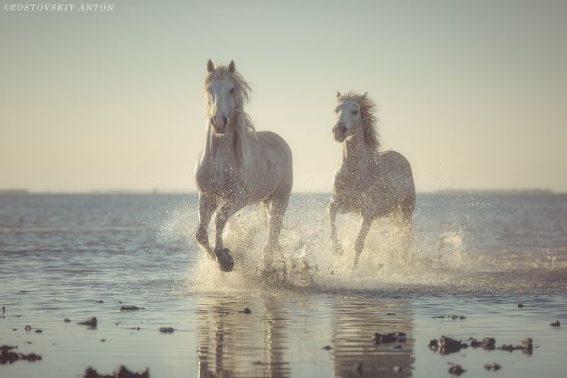 фототур в Камарг, фототур во Францию, фототур, фотопутешествие, лошади, кони, Камарг, Камаргские жеребцы фото превью