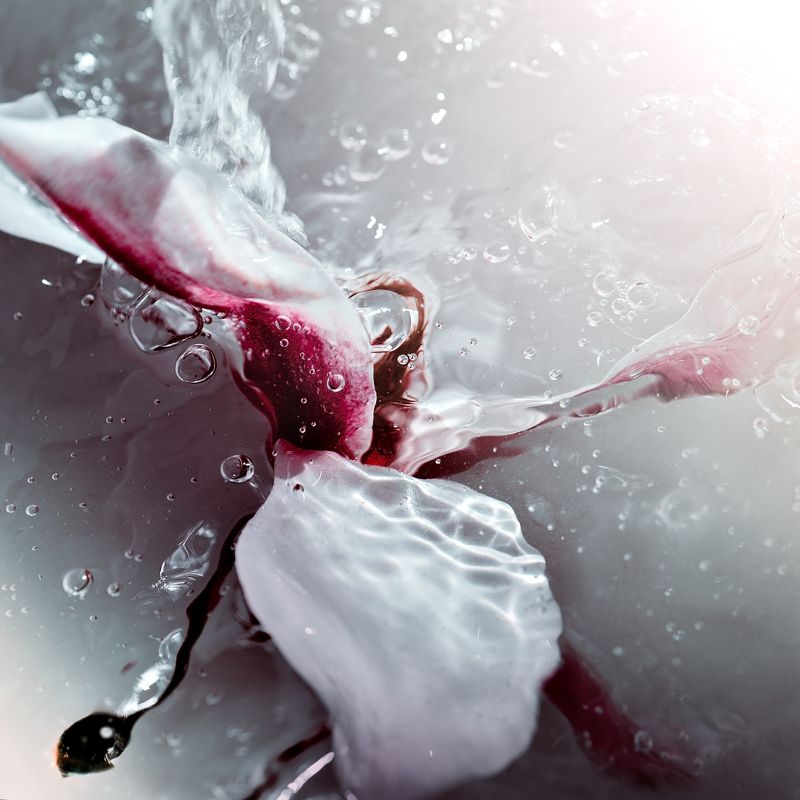 ...magnolia фото превью