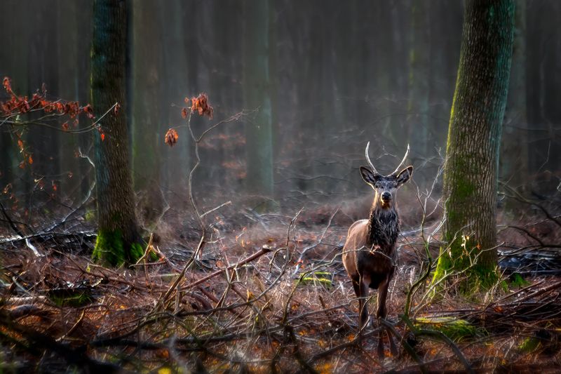 *** фото превью