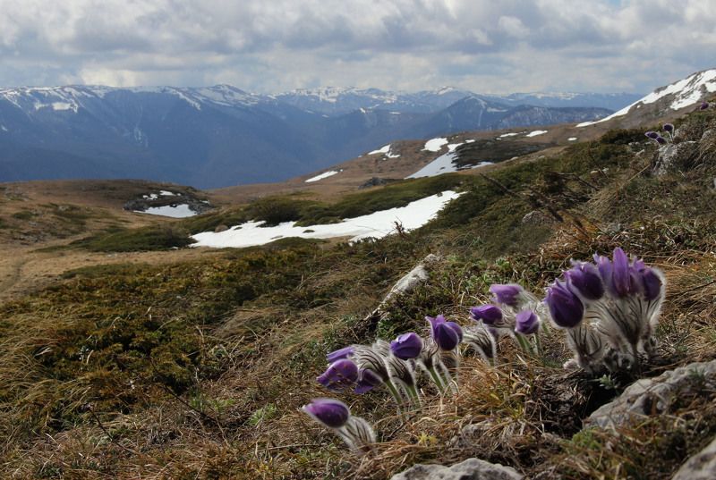 Весна, сон-трава На Чатыр-Даге фото превью