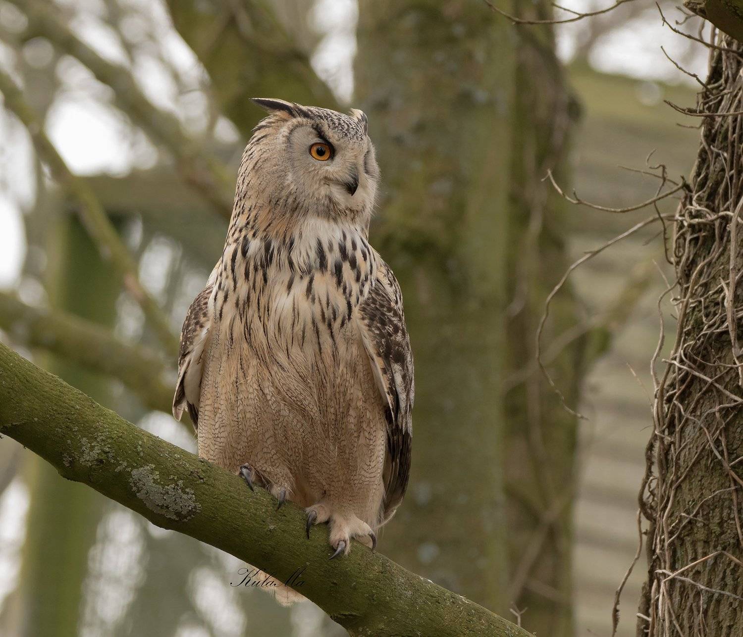 Eagle Owl, Birds, Birds of Prey, Raptors, MARIA KULA