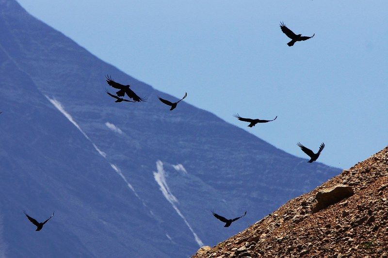 Альпийские галки фото превью