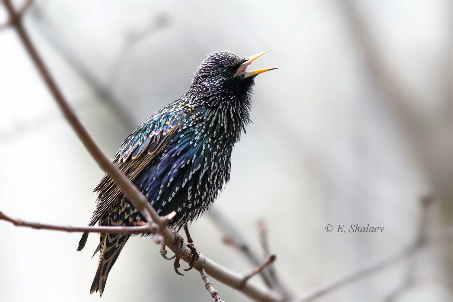birds,european starling,sturnus vulgaris,обыкновенный скворец,птица,птицы,скворец,фотоохота, Евгений