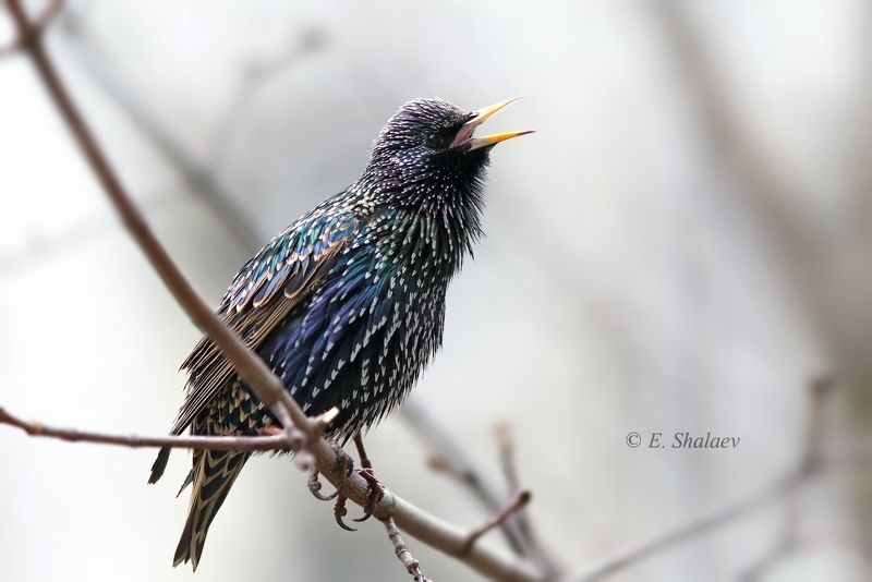 birds,european starling,sturnus vulgaris,обыкновенный скворец,птица,птицы,скворец,фотоохота Весна время песен. фото превью