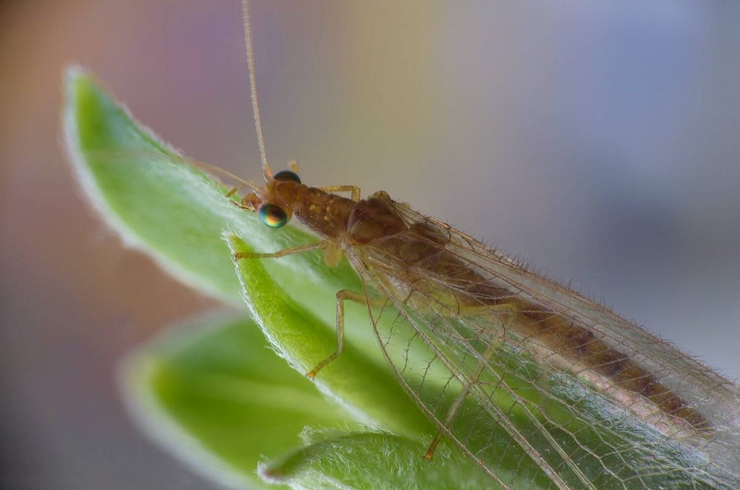 , Кузнецов Дмитрий