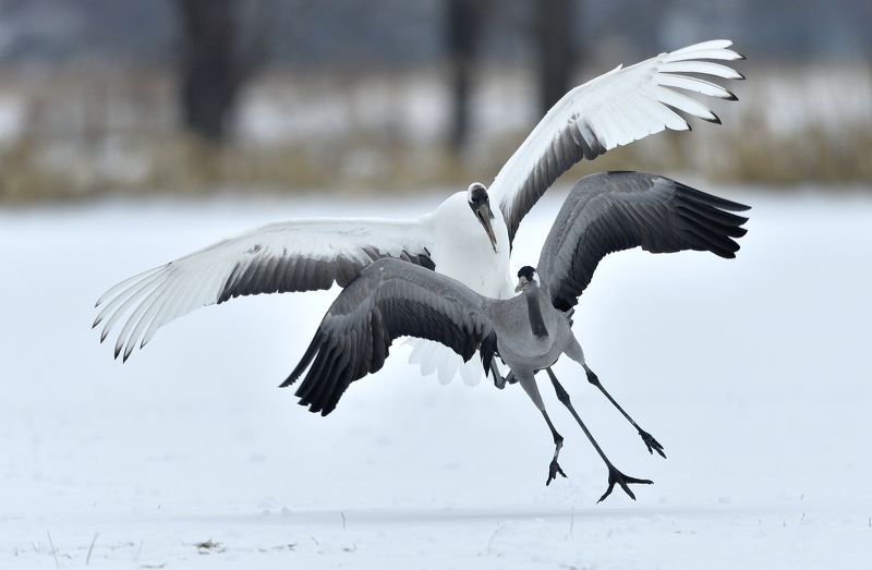 japanese vs eurasian, japanese crane, eurasian crane, nature, wild, bird, animal, crane, grus, red-crowned Japanese vs eurasian фото превью