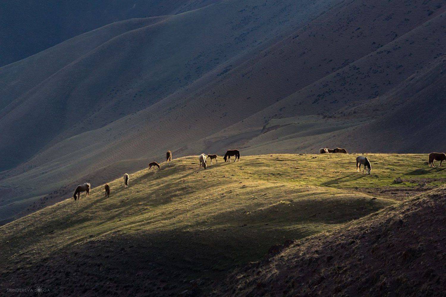 , Скиндерева Ольга