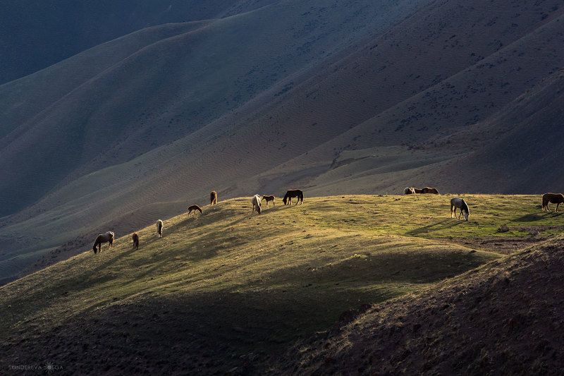 Ходят кони фото превью
