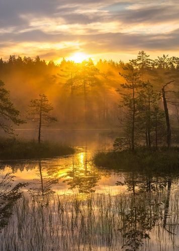 Туманные топи