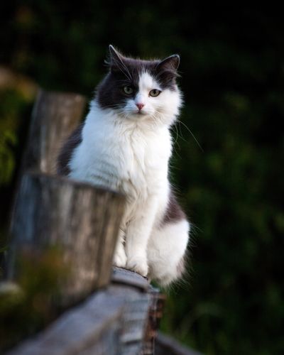 деревенская кошка