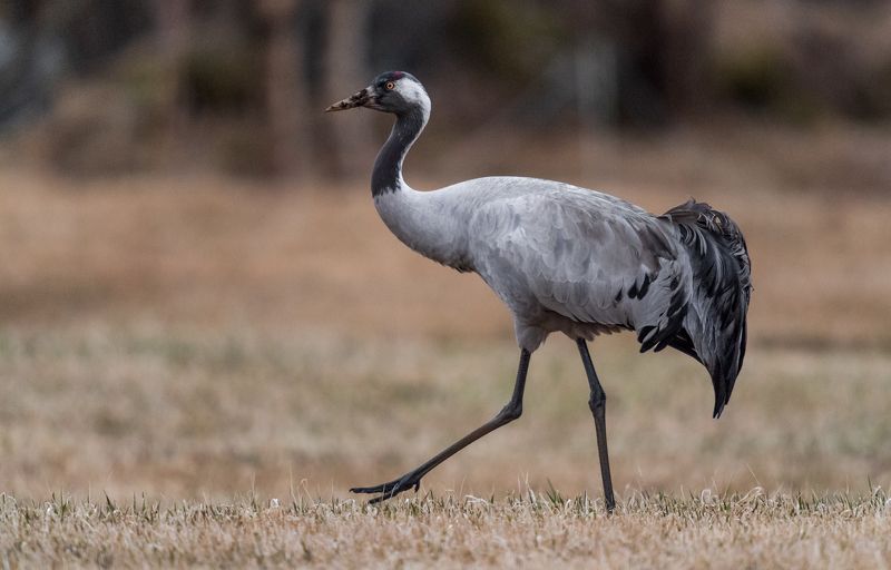 Crane, Bird, Wildlife Common Crane  фото превью