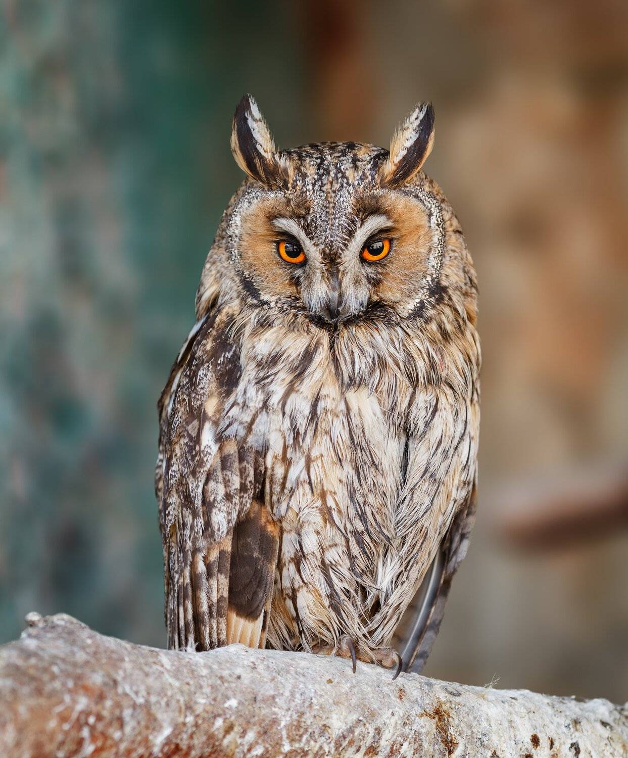 ушастая сова, Олег Богданов