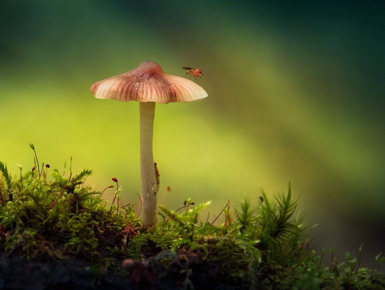 , Елена Рубинская